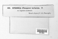 Stemphylium vesicarium image